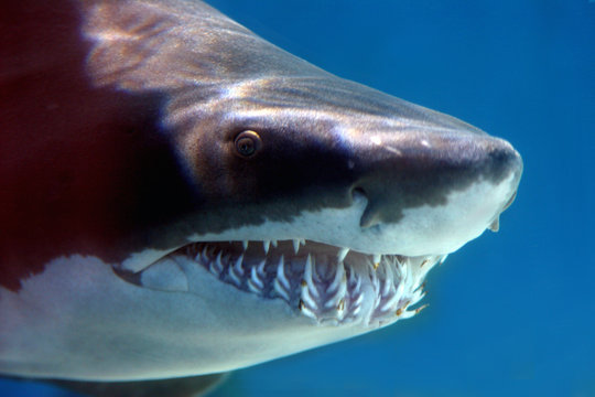 shark with mouthful of teeth