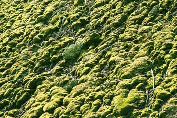 green grass roof with mold and foliage muss and tw