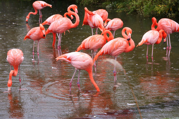 the pink flamingos