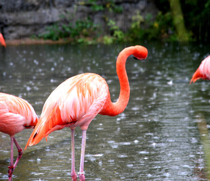 the pink flamingo