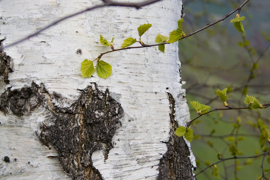 white birck tree