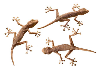 three geckos isolated over white - obrazy, fototapety, plakaty
