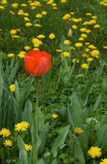 red tulips and dandelion field