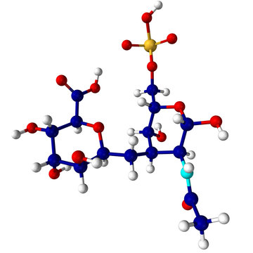 Monomer Of Chondroitin Sulphate