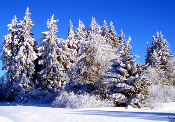 winterbäume