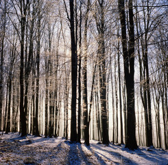 winterbäume