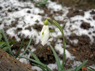snowdrop