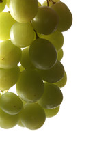 uva isolated on white