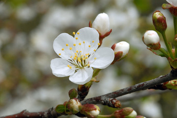 the spring - is time flowerings