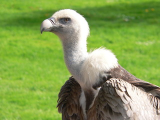 vautour