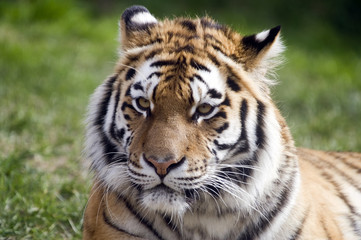 Fototapeta na wymiar amur tiger