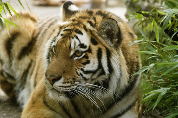 amur tiger