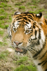 amur tiger
