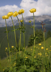 yellow mountain flower