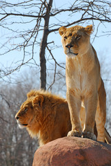 lions