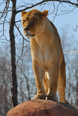 female lion