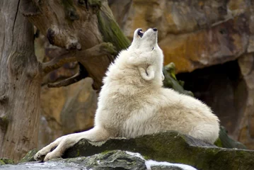 Photo sur Plexiglas Loup loup hurlant