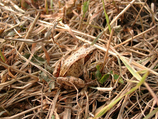 light brown frog
