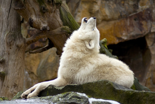 Fototapeta howling wolf