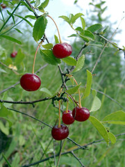wild cherry