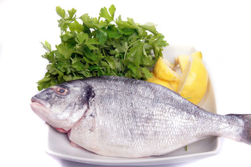 gilthead bream