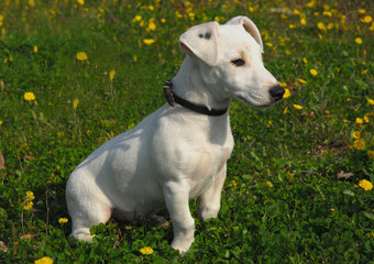 chiot jack russel terrier