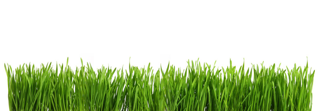 herbe verte