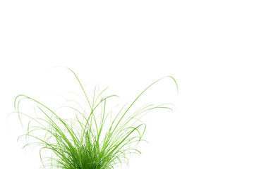touffe d'herbe