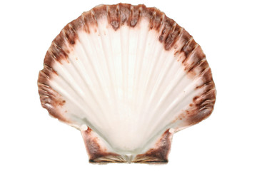 a white fan shell isolated on a white background