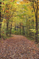 Naklejka premium inviting path