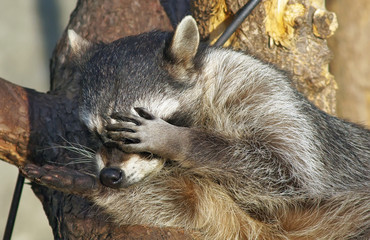 racoon © Igor Groshev