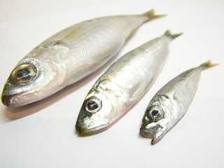 trio de poissons