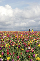 kids in tulip fields