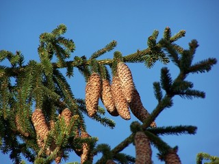 kienäpfel / tannenzapfen