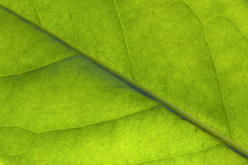Fototapeta na wymiar backlit leaf