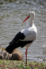 weißstorch