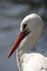 weißstorch