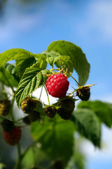 red raspberry on the plant close-up