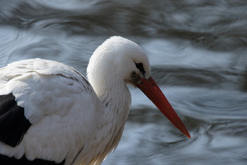 weißstorch