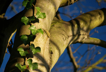 spring ivy