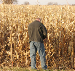 farmer checking crops