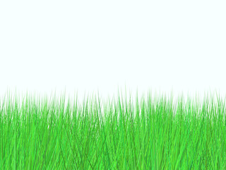 Fototapeta na wymiar fresh green field on white background