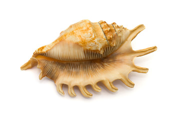 conch, close-up