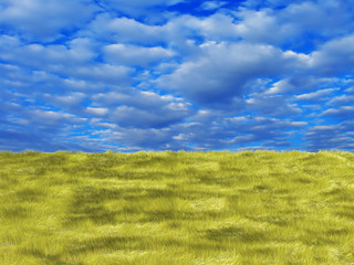 fresh yellow grass on blue sunny sky background