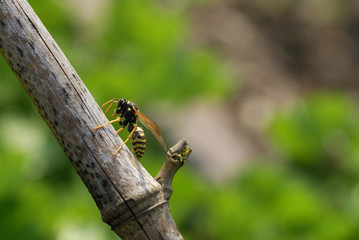 guêpe sur un bambou