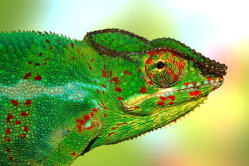 caméléon