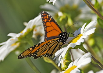monarch butterfly