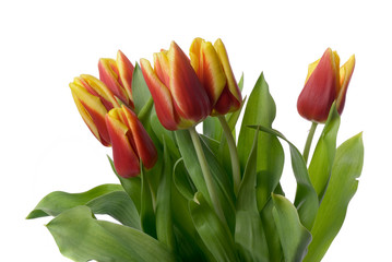 tulips isolated