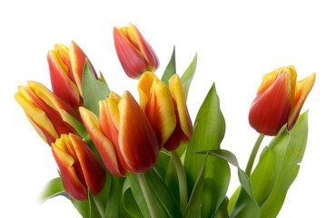 tulips isolated