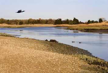 cormorant flying along the river